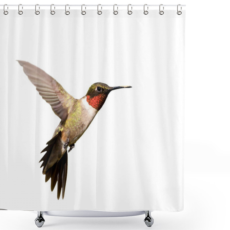 Personality  Ruby-throated Hummingbird Male In Flight, Isolated On White Shower Curtains