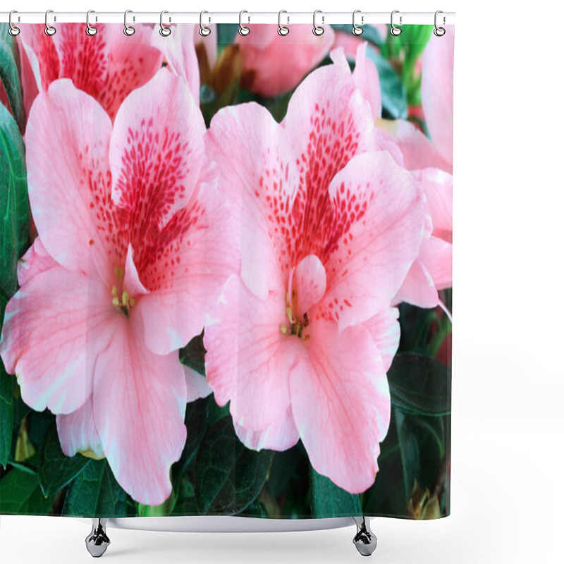 Personality  Azalea Shower Curtains