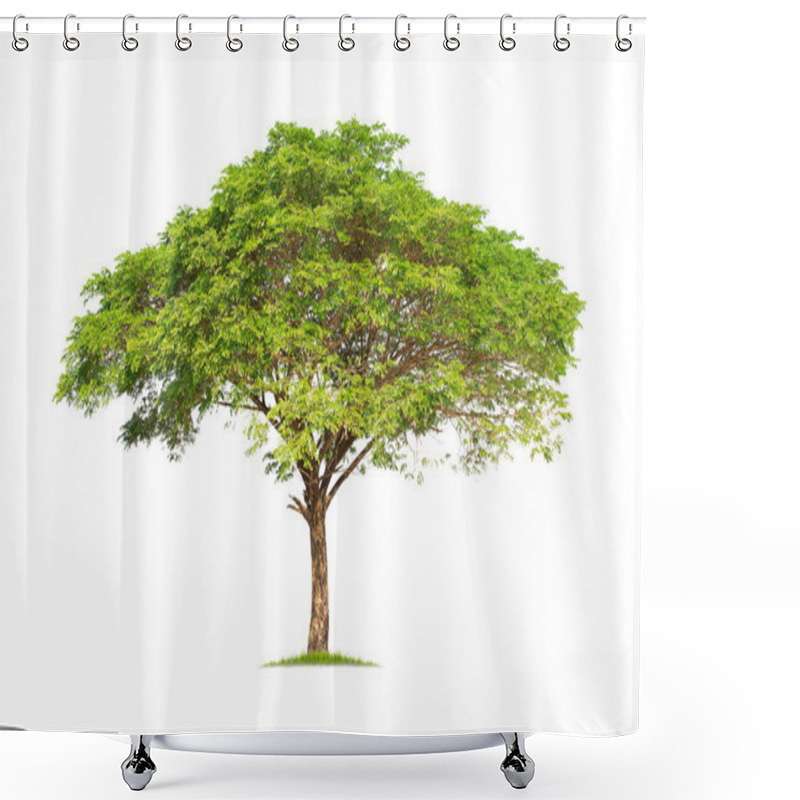 Personality  Monkey Pod, East Indian Walnut Tree. Samanea Saman Tree Isolated On White Background.  Shower Curtains