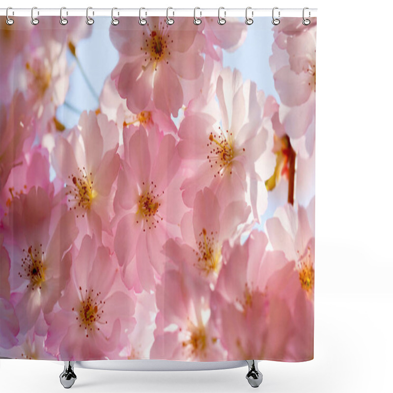 Personality  Blooming Cherry Branch, Nature's Delicate Beauty Captured In Full Bloom. Shower Curtains