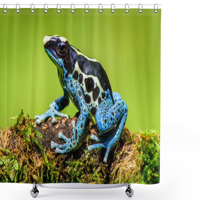 Personality  Tropical Frog Of South America Amazon Shower Curtains