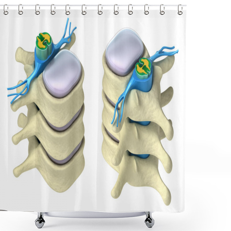 Personality  Human Spine In Details: Vertebra, Bone Marrow, Disc And Nerves. Isolated On Shower Curtains