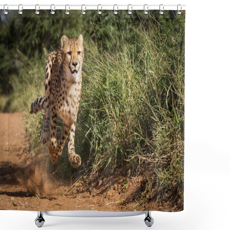 Personality  One Adult Female Cheetah Running At Full Speed Sprinting Trying To Catch Prey On A Sunny Day In Kruger Park South Africa Shower Curtains