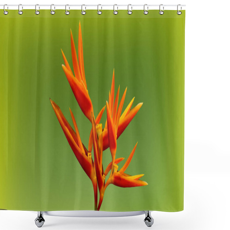 Personality  Closeup, Yellow Heliconia Psittacorum Or Bird Of Paradise Flowers Blossom Blooming Isolated On Dark Pea Green Background For Stock Photo Or Advertising Desing. Houseplant, Spring Floral, Pattern, Tropical Shower Curtains