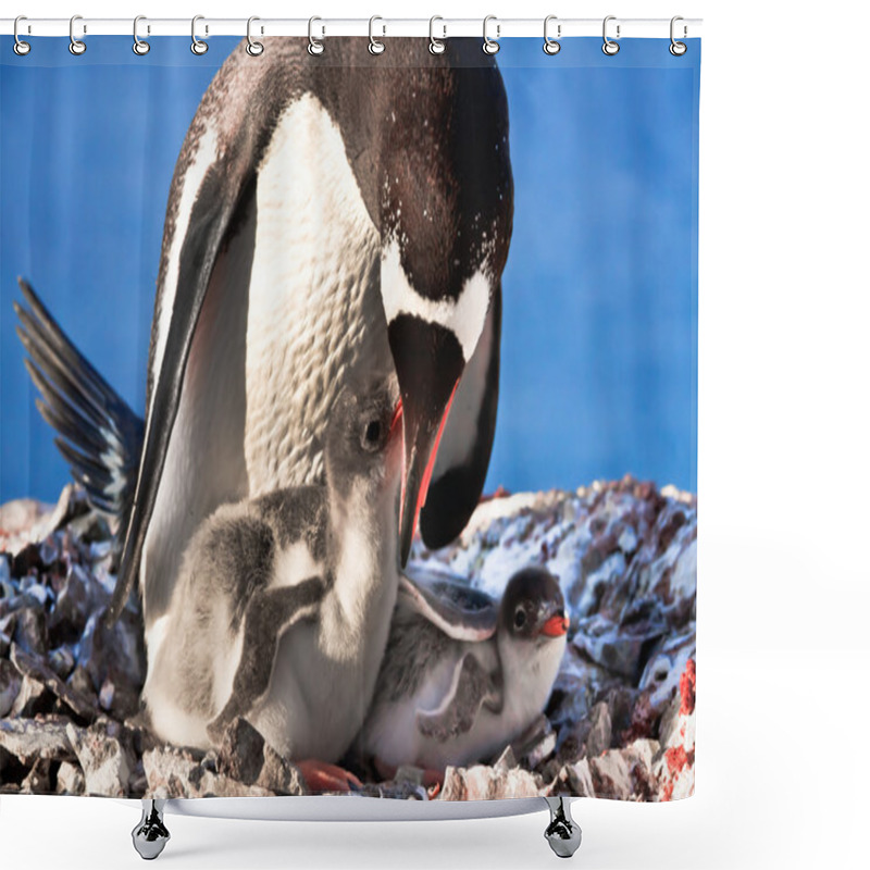 Personality  Penguin Mother And Her Two Children In Antarctica Shower Curtains