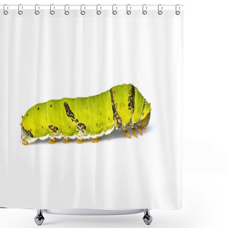 Personality  Image Of Lime Butterfly Caterpillar Isolated On White Background. Insect. Animal. Green Worm Shower Curtains