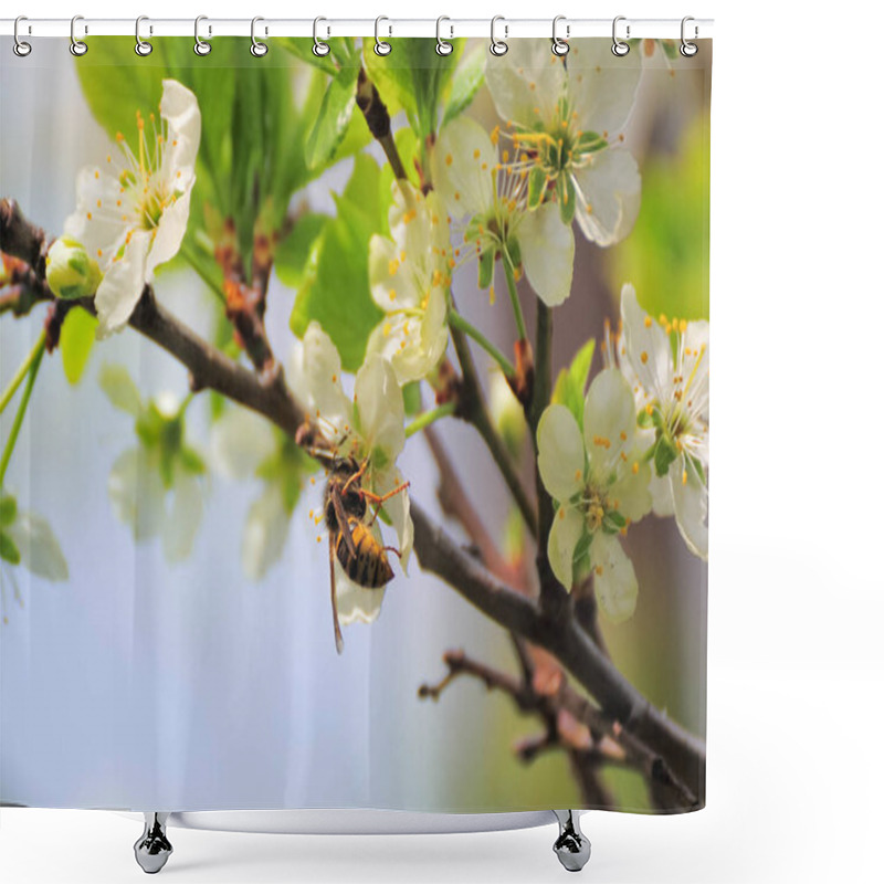 Personality  Bumblebee At White Flowers Of Plum Tree In Spring Shower Curtains