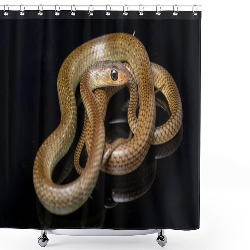 Personality  Ptyas Korros, Commonly Known As The Chinese Ratsnake Or Indo-Chinese Rat Snake, Is A Species Of Colubrid Snake Endemic To Southeast Asia Isolated On Black Background Shower Curtains