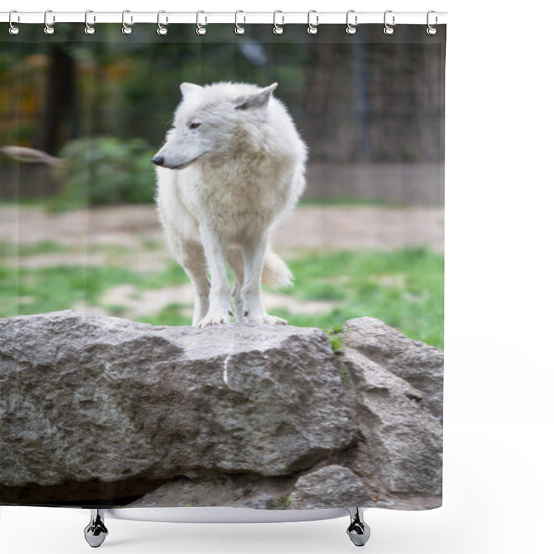 Personality  White Polar Wolf In Zoo Of Berlin Shower Curtains