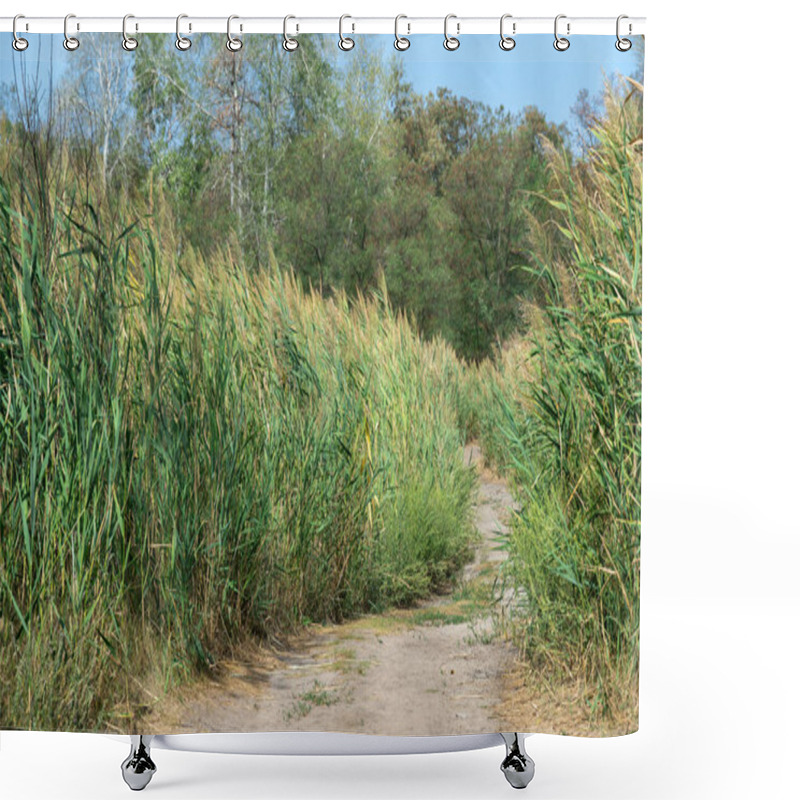 Personality  Country Road Among The Green Reeds. Stalk Cane Blowing In The Wind From Both Sides Pedestrian Path. View On Brown Bulrush In The Swamp. Nature Outdoors Plants Growing. Shower Curtains