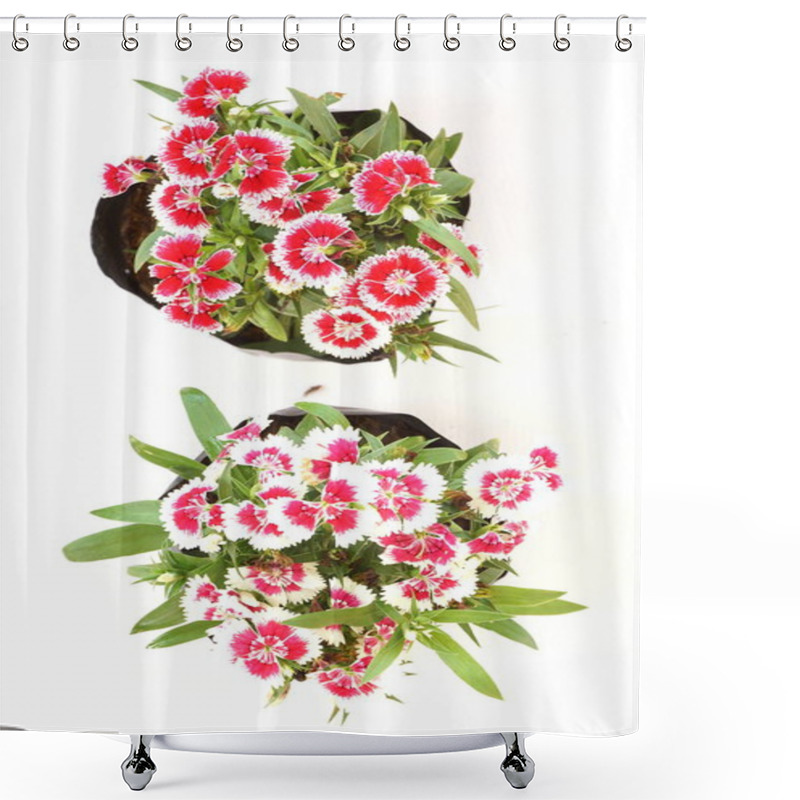 Personality  Dianthus Flower Top View Isolated On White Background Shower Curtains