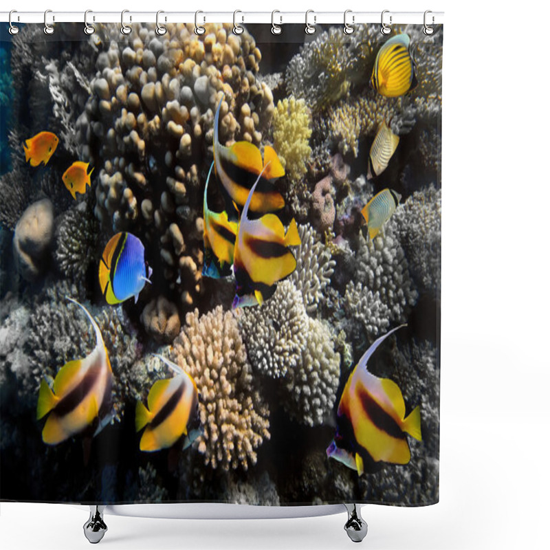 Personality  Underwater Life Of A Hard-coral Reef Shower Curtains