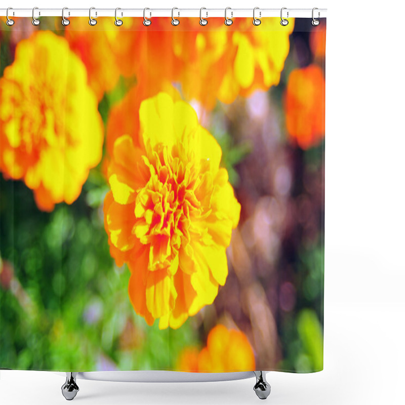 Personality  Marigold Bright Flowers With Green Leaves In The Garden. Flowers Close Up, Growing, Top View. Bright Marigold Flowers From Above. Flora Design, Flower Background, Garden Flowers. Flowers No People. Shower Curtains