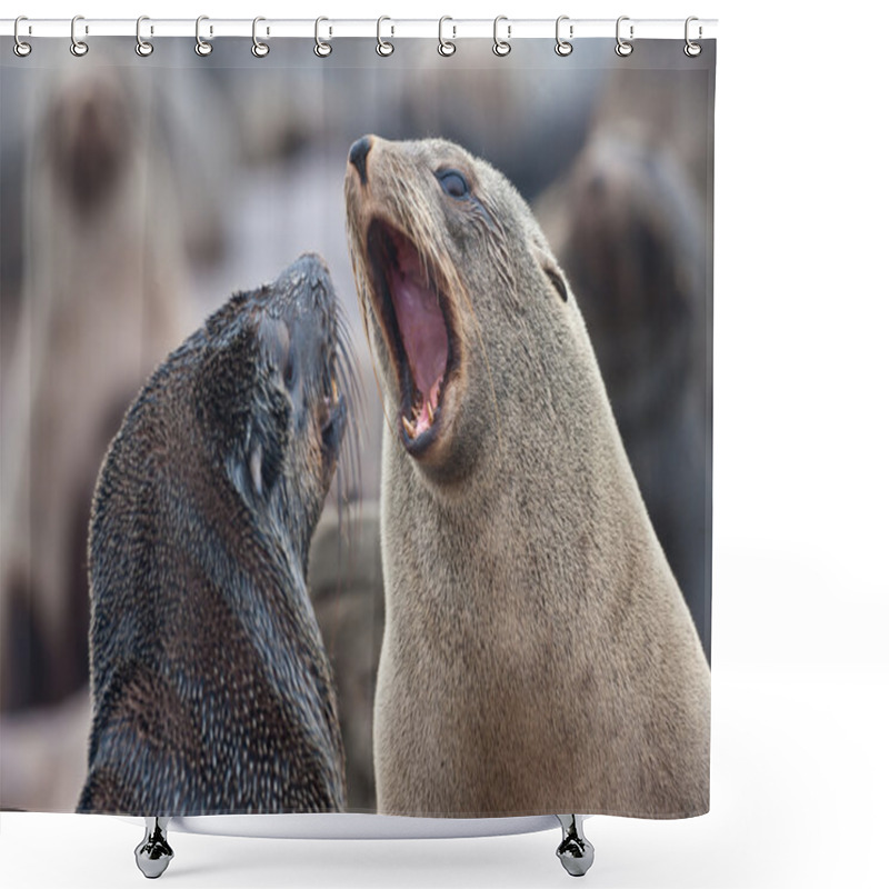 Personality  Cape Fur Seals Having An Argument, Skeleton Coast, Namibia, Africa Shower Curtains