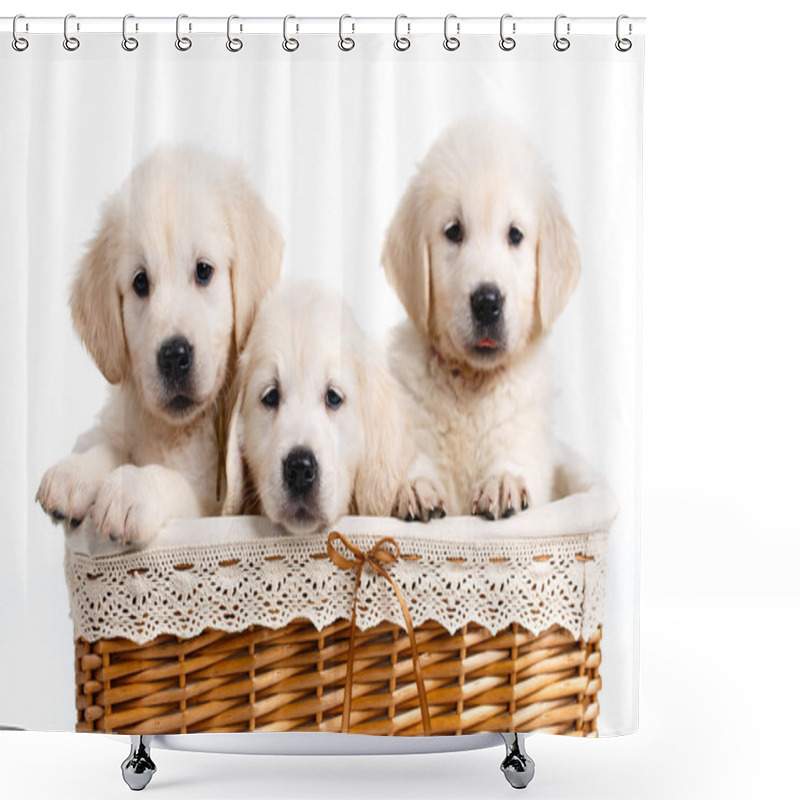 Personality  Three White Labrador Puppy In A Wicker Basket Shower Curtains