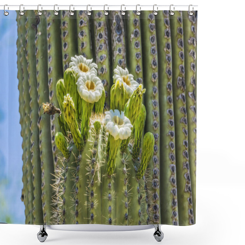 Personality  Large White Flowers Sajuaro Cactus Blooming Desert Botanical Garden Phoenix Arizona. Carnegiea Gigantea. Largest Cactus In World Shower Curtains