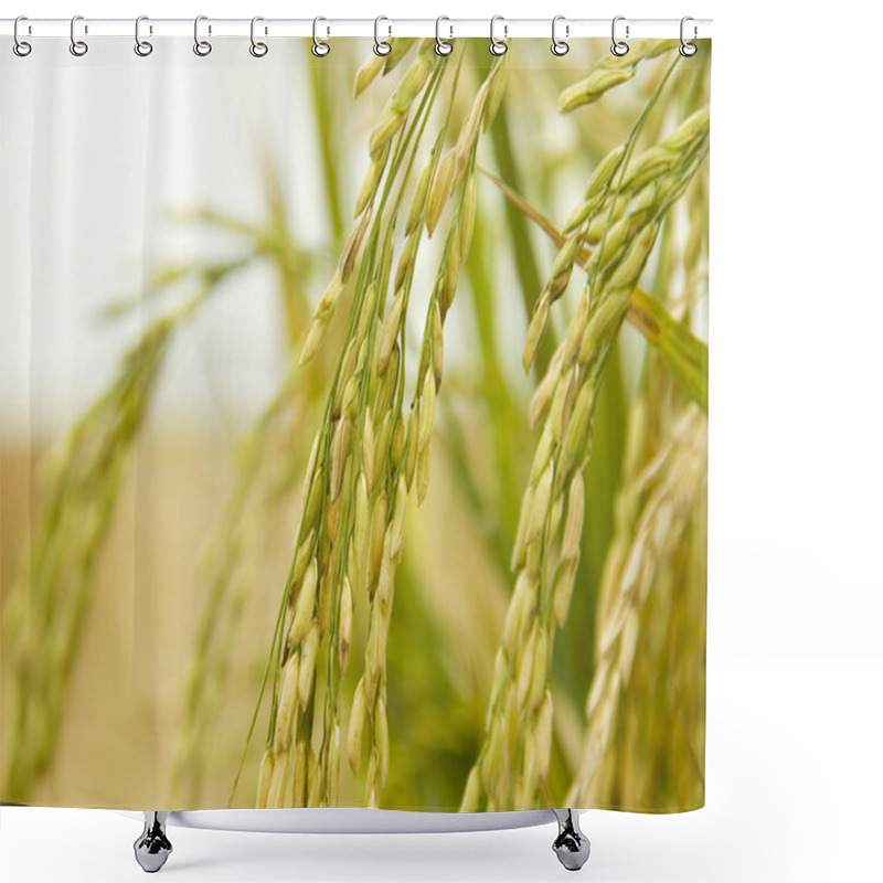 Personality  Paddy Rice Shower Curtains