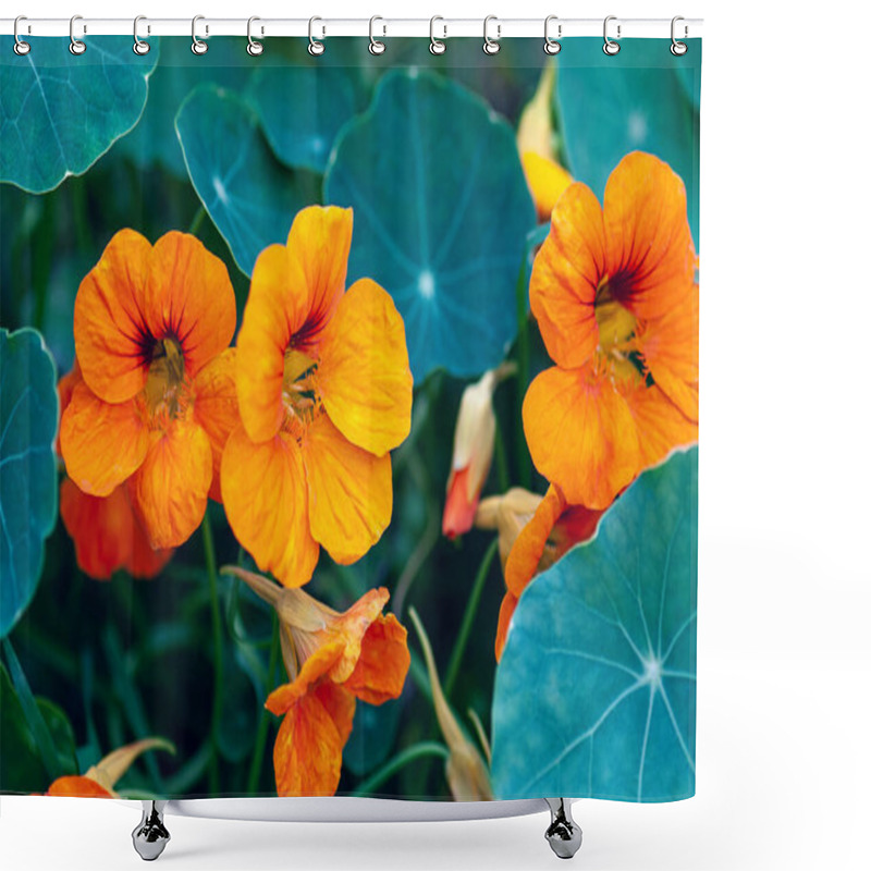 Personality  Common Nasturtium Plant With Flowers Growing In The Garden Shower Curtains