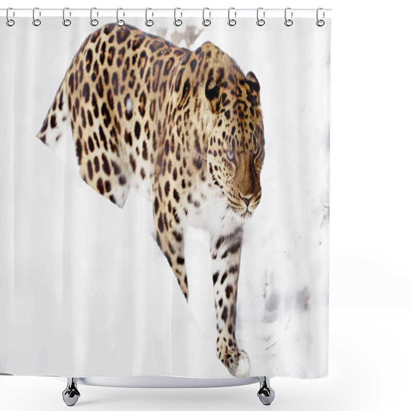 Personality  Amur leopard. It is a predatory mammal from the cat family. A unique species threatened with extinction. shower curtains