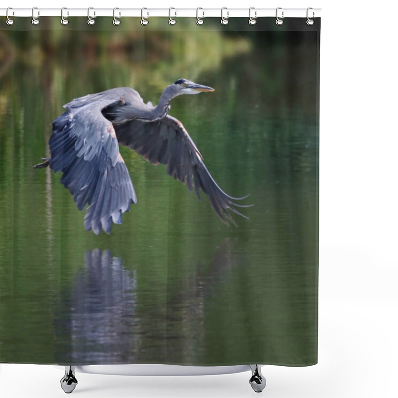 Personality  Beautiful Great Blue Heron Flying Across A Calm Pond Shower Curtains