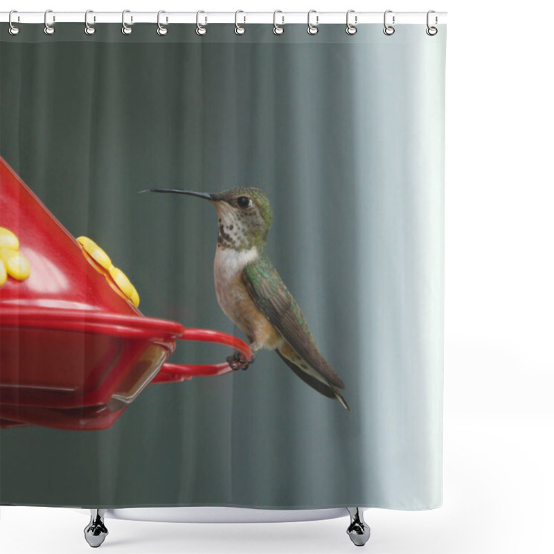 Personality  Calliope Hummingbird (female) At A Traditional Hummingbird Feeder (selasphorus Calliope) Shower Curtains