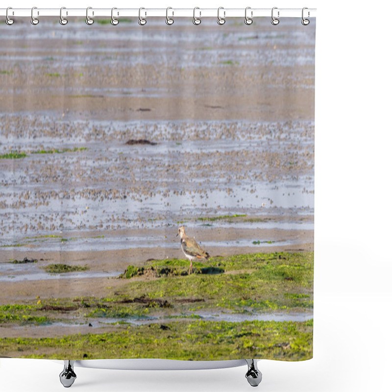 Personality  Portrait Of A Northern Lapwing, Vanellus Vanellus, Standing On Wetland At Low Tide Of Waddensea, Netherlands Shower Curtains