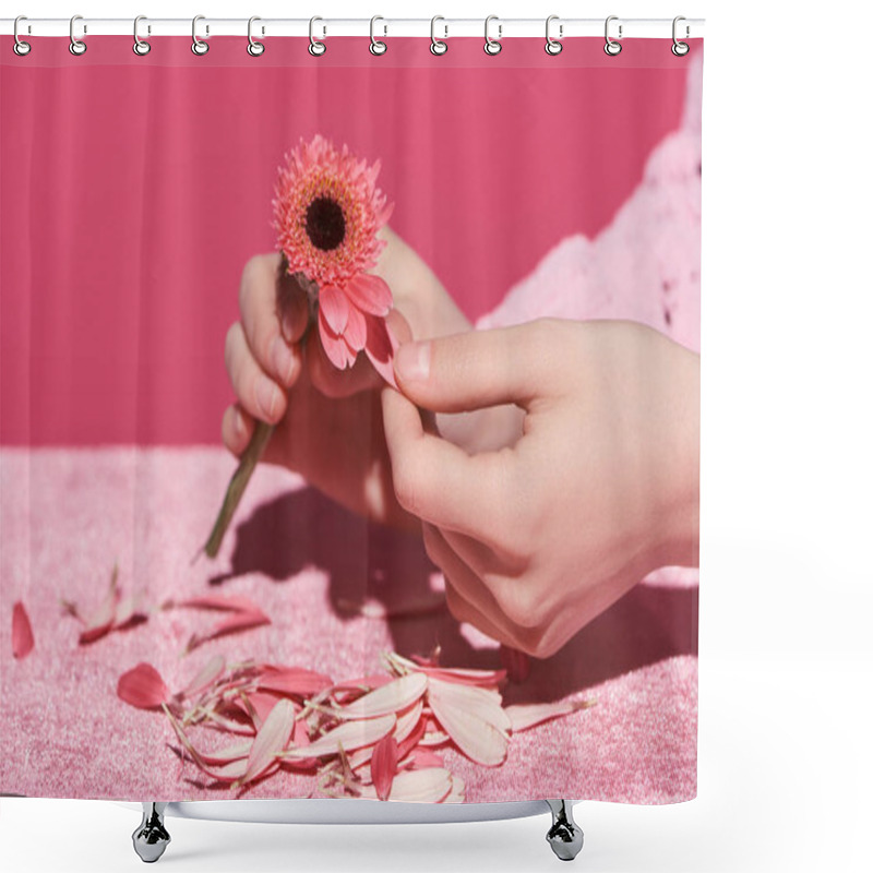 Personality  Cropped View Of Woman Picking Out Gerbera Petals On Velour Cloth Isolated On Pink, Girlish Concept  Shower Curtains