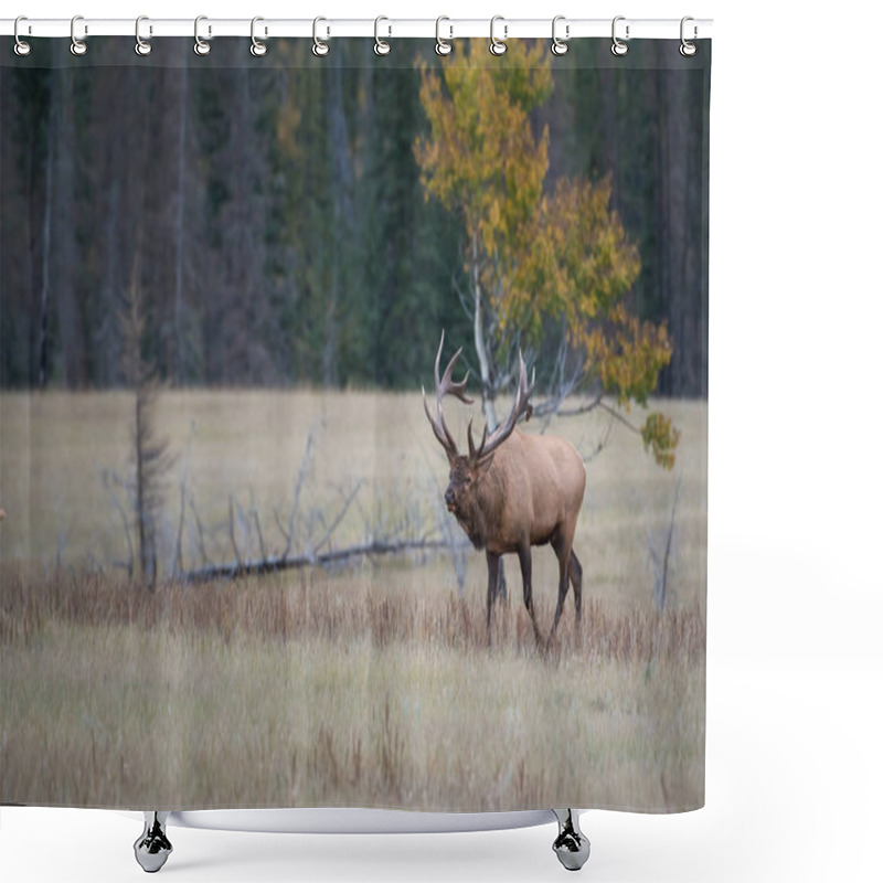 Personality  Elk In Wild, Animal. Nature, Fauna Shower Curtains