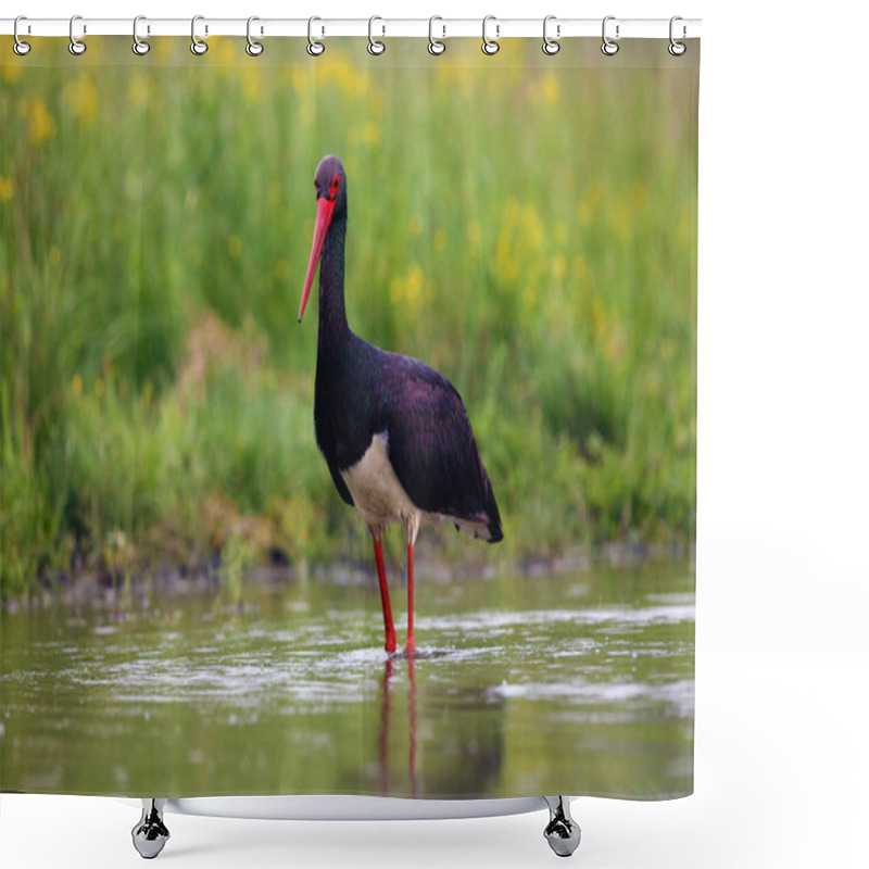 Personality  The Black Stork (Ciconia Nigra) Fishing In The Shallow Lagoon With A Green Background. A Large Black Water Bird With A Red Beak On Long Red Legs In The Water. Shower Curtains