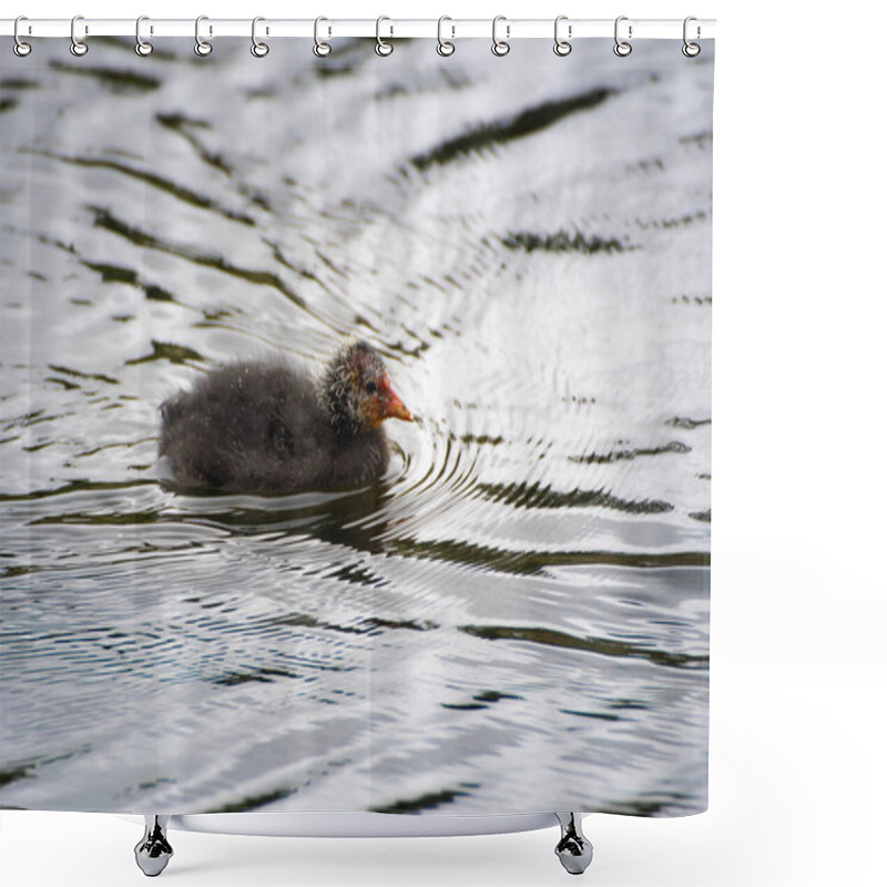 Personality  Baby  Coot  With Its  Red  Fluffy  Head  Shower Curtains