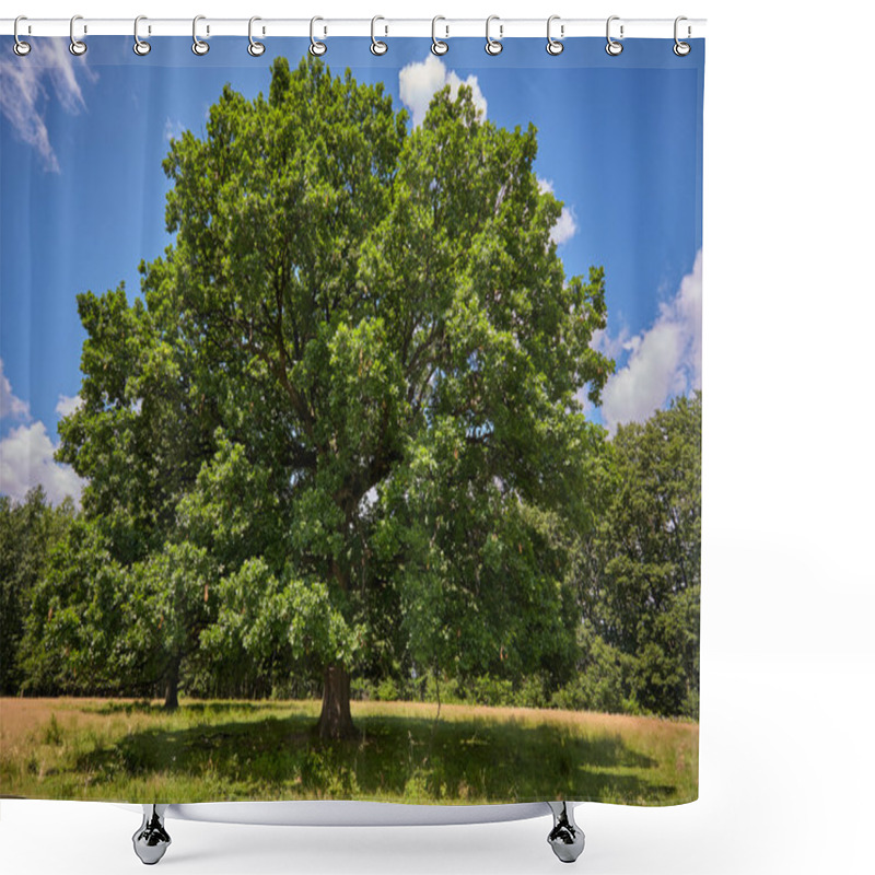 Personality  Centennial Oak Tree Shower Curtains