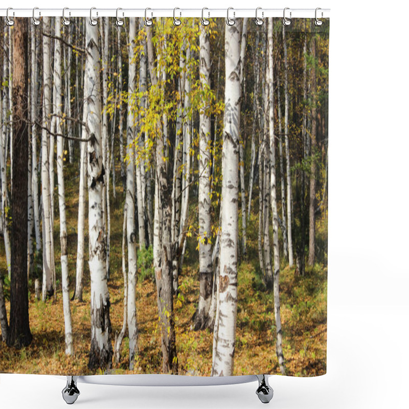 Personality  Beautiful Birch Forest Shower Curtains