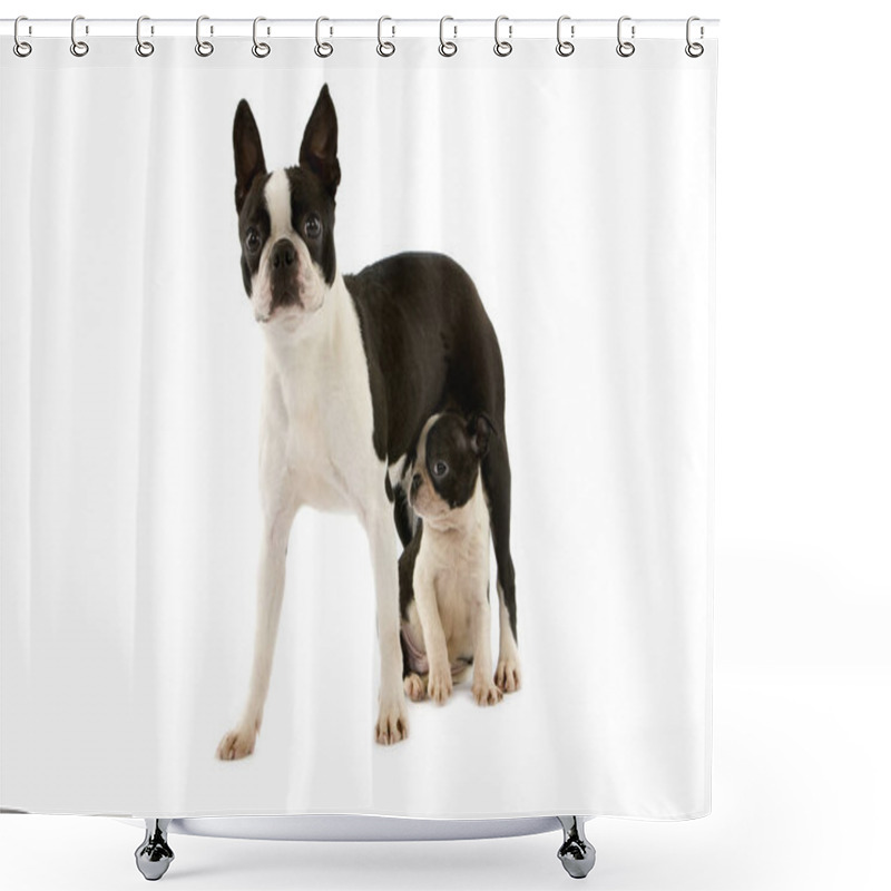 Personality  BOSTON TERRIER Shower Curtains