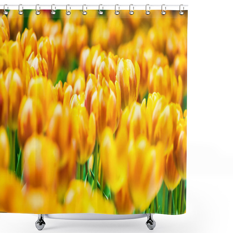 Personality  Yellow And Orange Tulips Blooming Brightly In A Lush Garden Surrounded By Green Leaves, Showcasing The Vibrant Beauty Of Spring. Shower Curtains