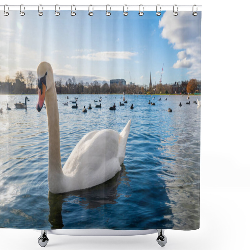 Personality  Romantic Swans Swimming In A Pond In London, UK. Beautiful Wildlife In London. Shower Curtains