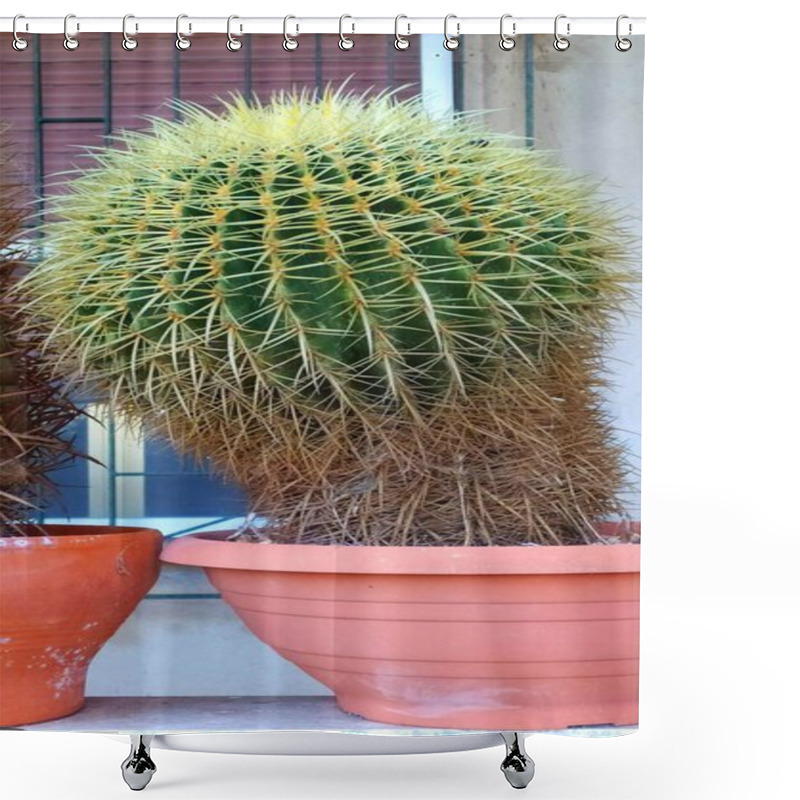 Personality  Echinocactus Grusonii: Mother-in-Law's Cushion - Thorny Beauty In Close-Up.Potted Cactus: Echinocactus Grusonii, Desert Elegance For Gardens And Interiors. Shower Curtains