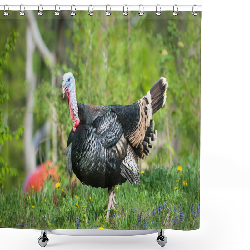 Personality  Turkey (lat. Meleagris Gallopavo) Shower Curtains