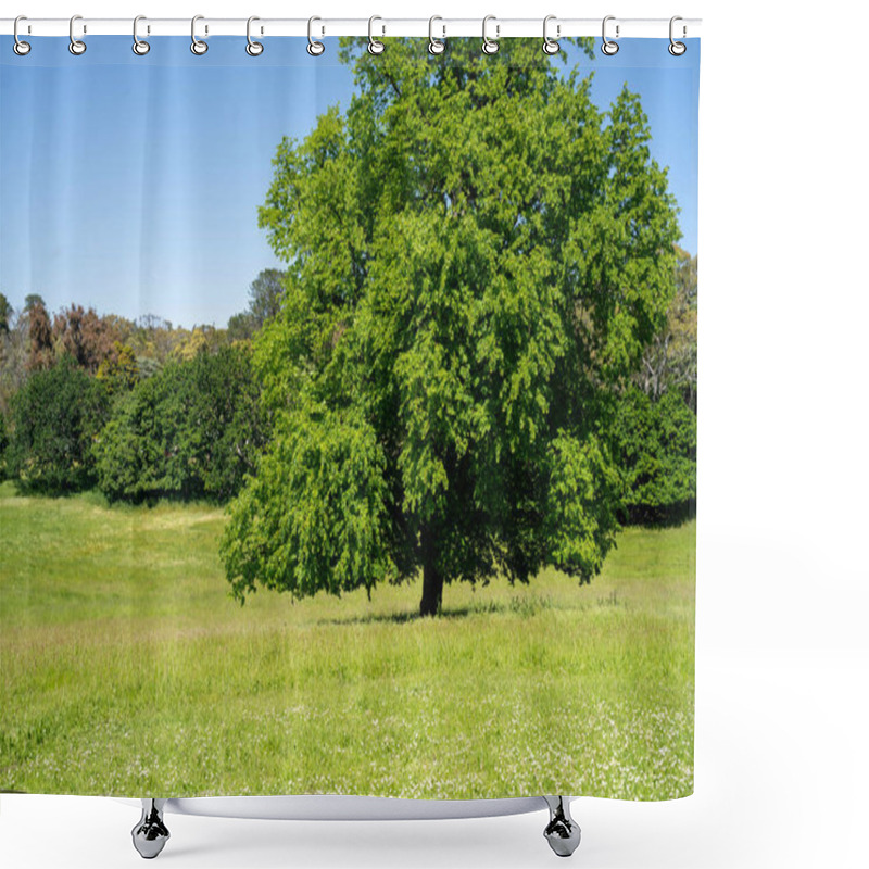 Personality  Trees In A Meadow On A Farm In A Country Estate On A Farm In Spring Shower Curtains