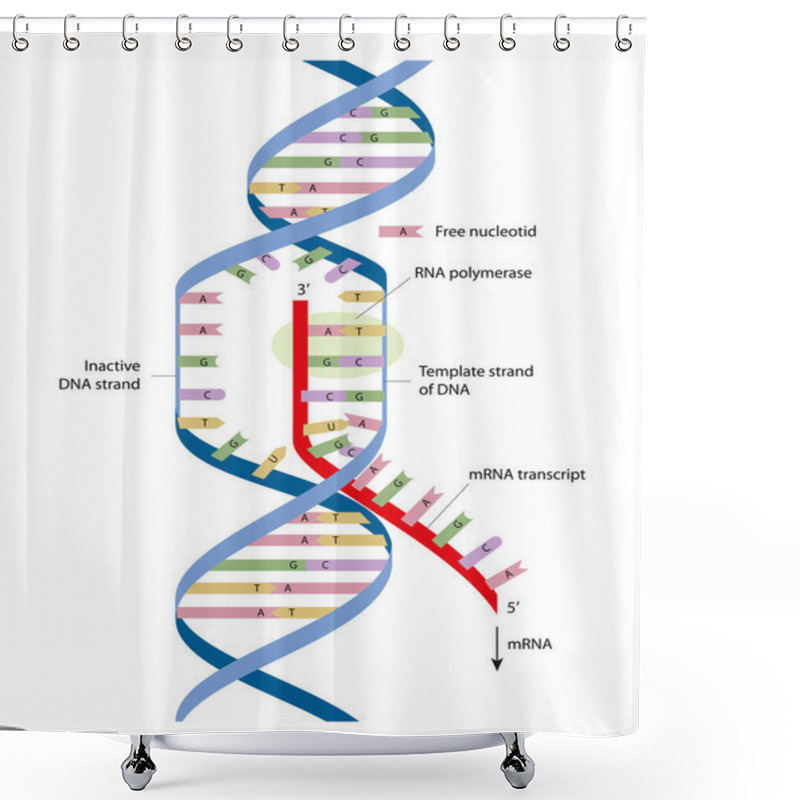 Personality  Simple Diagram Of Transcription Elongation. Transcription Is The First Step Of Gene Expression Shower Curtains