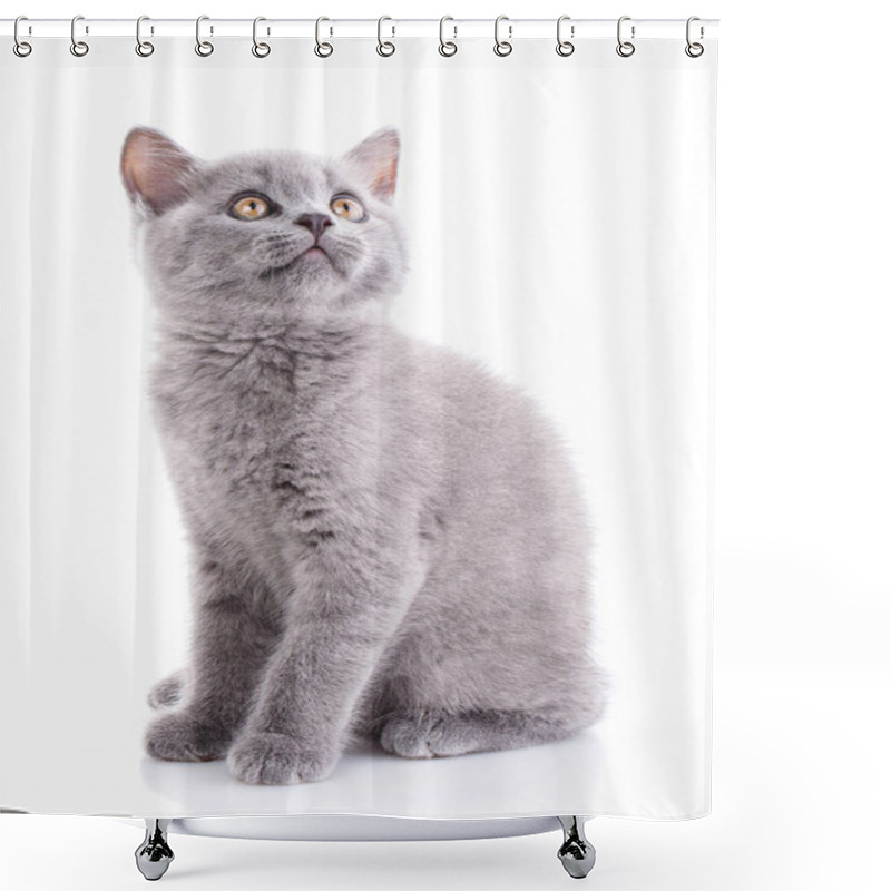 Personality  Scottish Straight Kitten. Isolated On A White Background. Purebred Kitten At The Photo Studio Shower Curtains