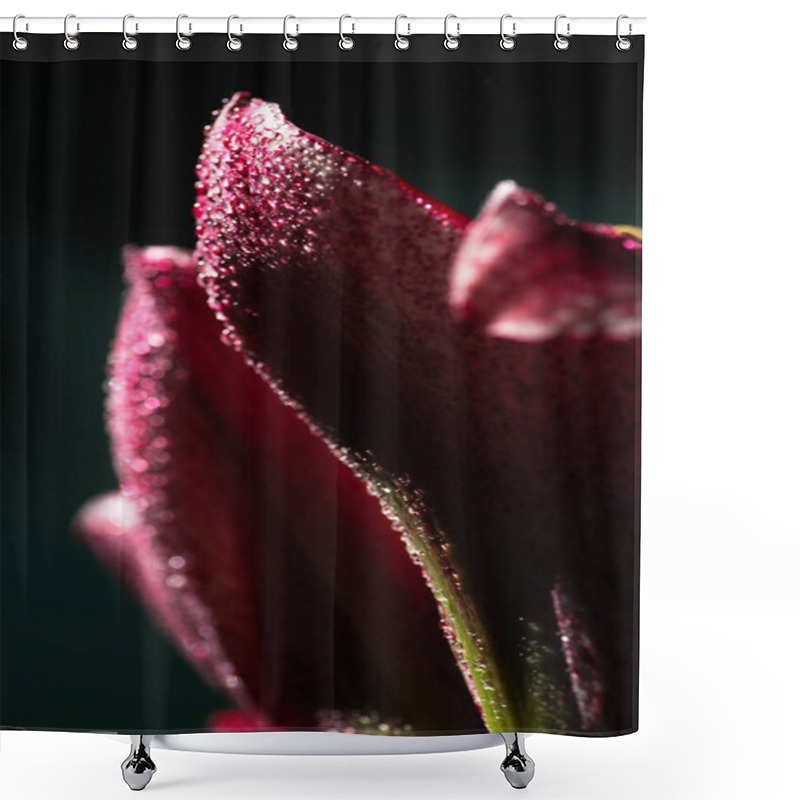 Personality  Close Up View Of Red Lily Flower With Water Drops Isolated On Black Shower Curtains