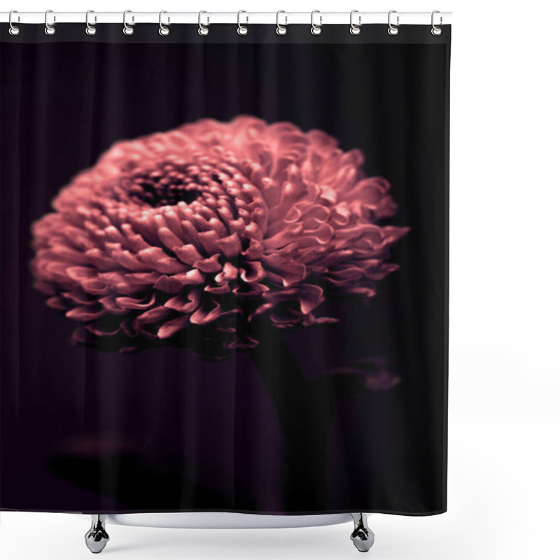 Personality  One Beautiful Burgundy Flower Isolated On Black Shower Curtains