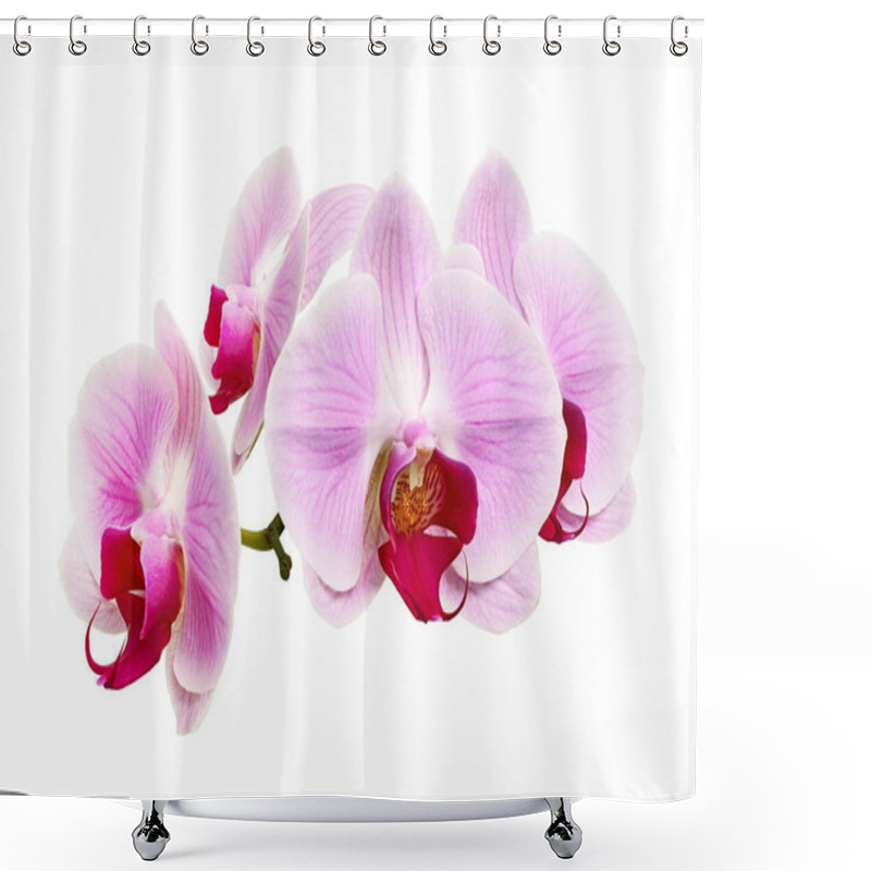 Personality  Purple Orchid Flower, Pink Phalaenopsis (moth) Orchid Isolated On White Background, With Clipping Path Shower Curtains