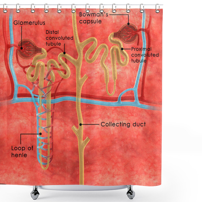 Personality  Nephrons System Diagram Shower Curtains