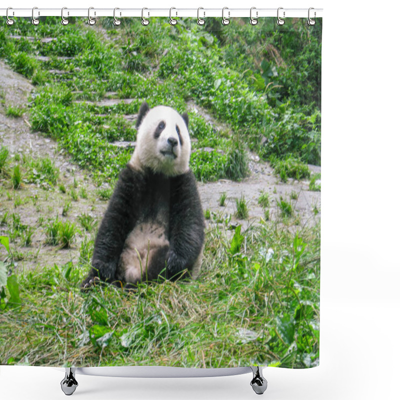 Personality  A Giant Panda Sitting On A Green Meadow Surrounded By Nature. Relaxed Expression, Lush And Peaceful Natural Environment. Shower Curtains