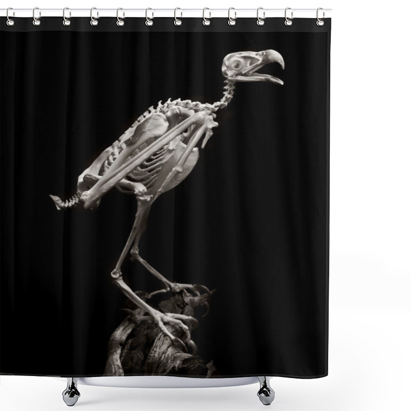 Personality  American Peregrine Falcon Shower Curtains