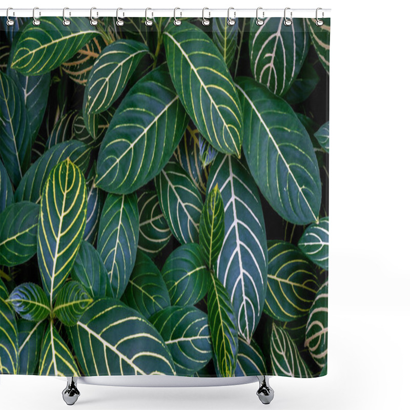 Personality  Green Leaves With Yellow Veins Of Zebra Plant Or Shrubby Whitevein (Sanchezia Speciosa) The Tropical Rainforest Foliage Plant Nature Leaf Pattern On Dark Background. Shower Curtains