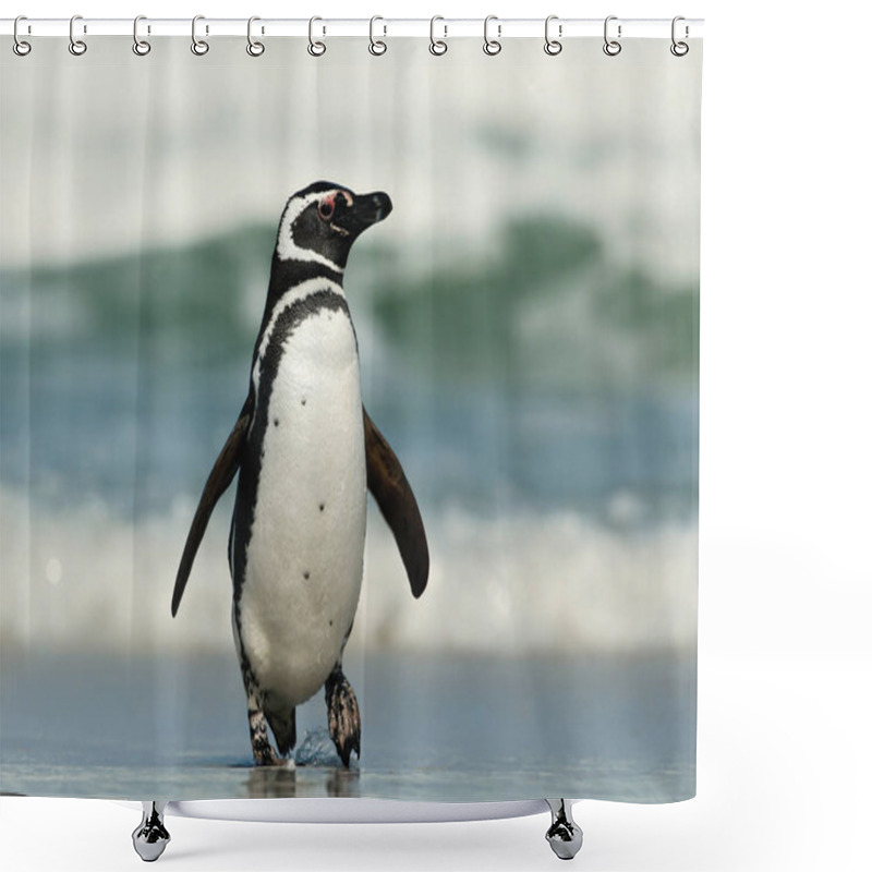 Personality  Close-up Of A Magellanic Penguin On A Sandy Beach In Summer, Falkland Islands.  Shower Curtains