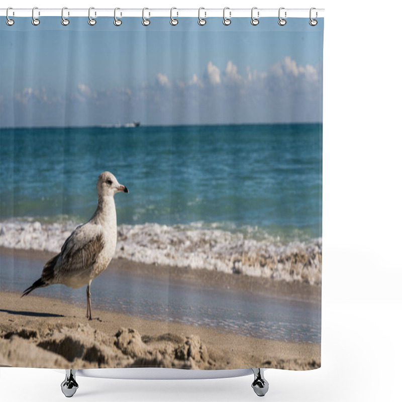 Personality  Seagull Standing On The Beach Shower Curtains