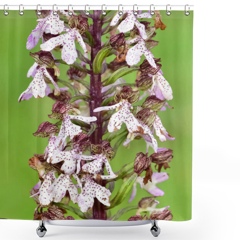 Personality  Flowers Growing In Rural Areas. Wild Orchid Photos. Shower Curtains